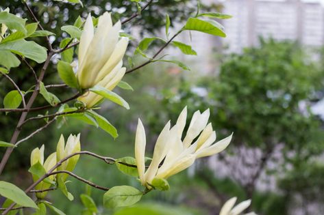 Cucumber Tree, Growing Magnolia Trees From Seed, Benefits Of Trees, Magnolia Denudata, Magnolia Sieboldii, Magnolia Acuminata, Magnolia Bud, Magnolia Soulangeana Tree, Butterfly Magnolia Tree