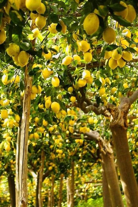 Lemon Tree Aesthetic, Citrus Aesthetic, Lemon Farm, Lemon Flowers, Lemon Decor, Fruit Tree, Fruit Garden, Lemon Tree, A Fruit