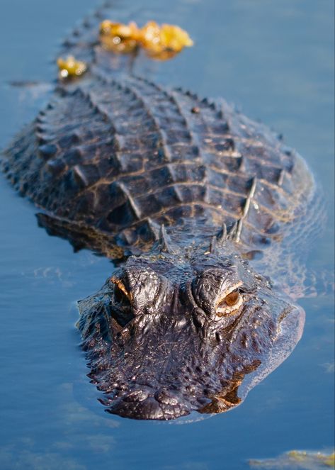 Photograph of a large alligator swimming through water. Gator Photography, Alligators All Around, Alligator Photography, Reference Animals, Inverness Florida, Saltwater Crocodile Photography, Crocodile Underwater Photography, Alligator In Water, Collage Project