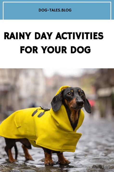 Dachshund in a yellow raincoat standing on a wet cobblestone street. Text reads "Rainy Day Activities for Your Dog". Activities For Dogs, Dog Friendly Stores, Dog Emotions, Living With Dogs, Bored Dog, Kong Toys, Cold Rain, Dog Games, Indoor Dog