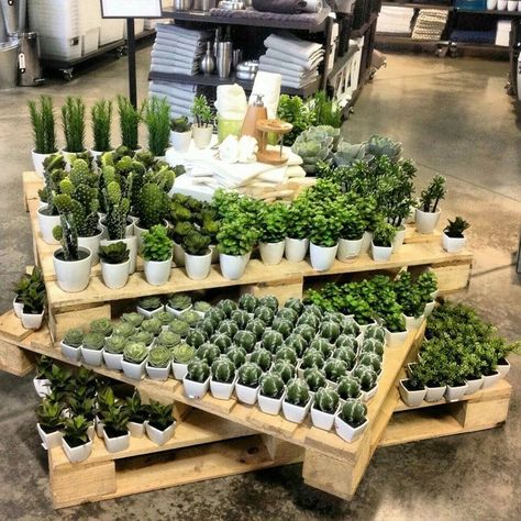 Different Types Of Succulents, Garden Center Displays, Flower Shop Interiors, Flower Shop Design, Types Of Succulents, Grow Tent, Garden Nursery, Garden Store, Floral Shop