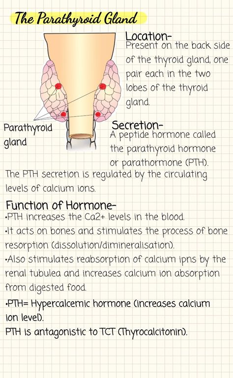 #studymotivation #notes #biology Chemical Coordination Notes, Chemical Coordination And Integration Notes, Endocrinology Notes, Human Biology Notes, Endocrine System Notes, Chemical Coordination And Integration, Parathyroid Gland, Notes Biology, Learn Biology