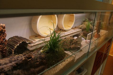 Loving the natural look Hedgehog Enclosure, Diy Bearded Dragon Enclosure, Hamster Enclosure, Bearded Dragon Diy, Pet Mouse, Hamster Stuff, Bearded Dragon Enclosure, Mouse Cage, Bearded Dragon Habitat