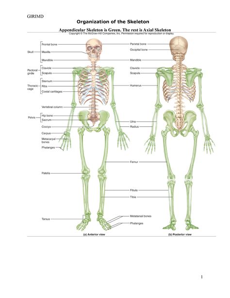 Bone Practical Review - GIRIMD Organization of the Skeleton Appendicular Skeleton is Green. The rest - StuDocu Skeleton Worksheet, Human Skeleton Parts, Human Bone Structure, Appendicular Skeleton, Axial Skeleton, Human Skeletal System, Human Skeleton Anatomy, Body Diagram, Human Bones