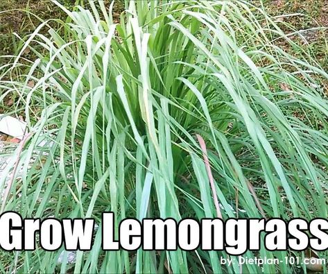 How to Grow Lemongrass: Growing lemongrass is super easy. Once the plants is established, it will propagate itself, new plants will start growing by the side of existing stalks.Lemongrass will grow into hefty shrub in about 4-6 months and ready for harvest.Once you get t... Grow Lemongrass, Plants Growing, Edible Plants, Planting Herbs, Herb Garden, Yard Landscaping, Lemon Grass, How To Grow, Organic Gardening