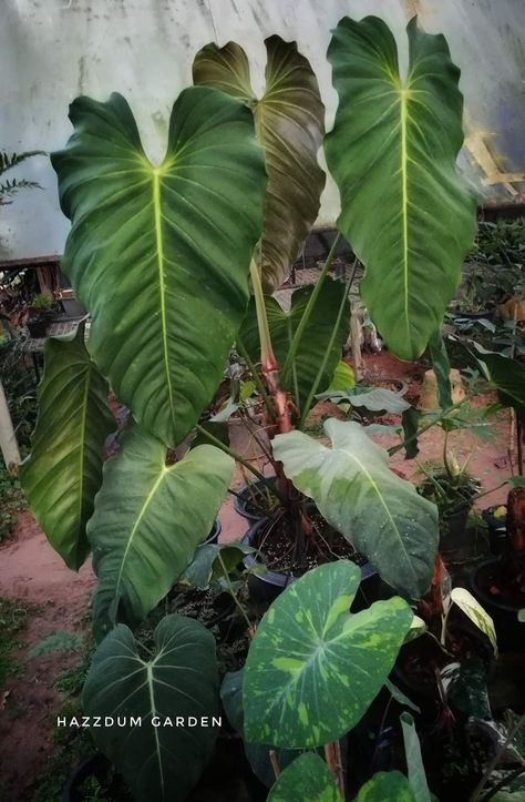 P. esmeraldense Philodendron Esmeraldense, Amazing Plants, Gardens Ideas, Airbnb Promotion, Tropical Gardens, Garden Mini, Home Garden Design, Cute Dogs And Puppies, Rare Plants