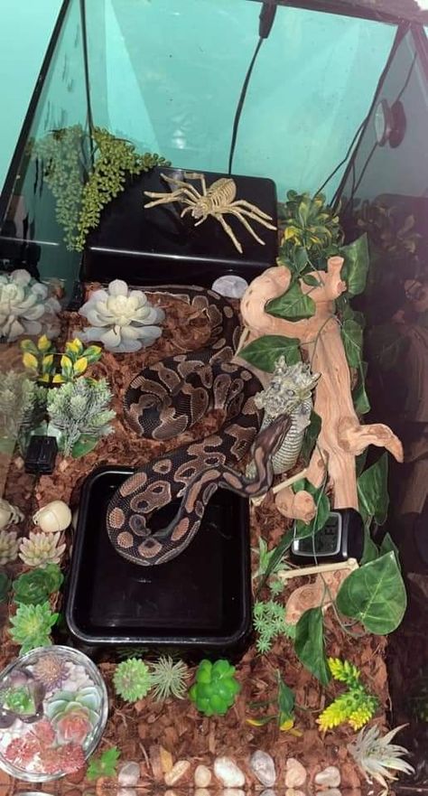 Snake Tank Decor Ideas, Snake Cage Decor, Cute Snake Enclosure Ideas, Snake Inclosers, Snake Inclosers Ideas, Aesthetic Snake Enclosure, Snake Tank Ideas Ball Python, Snake Tank Setup Ball Python, Snake Exhibit