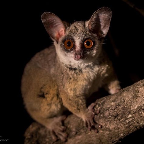 Daily Animal Posts on Instagram: “This little guy with the big eyes and even bigger ears is a galago, otherwise known as a bush baby! Bush babies are nocturnal, and quite…” Bush Baby Animal, Crystal Monster, Bush Baby, Tiny Animals, Posts On Instagram, Nocturnal Animals, Favorite Animals, Monster Design, Pet Puppy