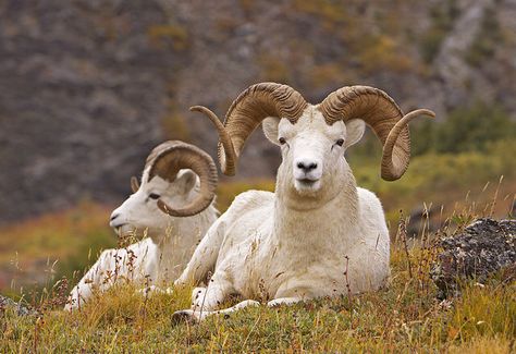 Dall Sheep... Full curl? Maybe. ;) Wild Sheep, Dall Sheep, North American Animals, Alaska Wildlife, Goats And Sheep, Big Horn Sheep, Wild Deer, Trophy Hunting, Wildlife Photos