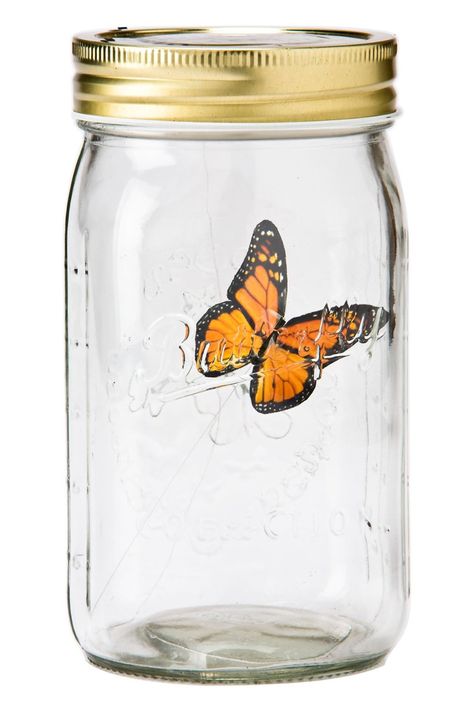 Butterfly In A Jar, Jar Of Notes, Standby Mode, Butterfly Flying, Morpho Butterfly, Blue Morpho, Butterflies Flying, Think Geek, Aaa Batteries