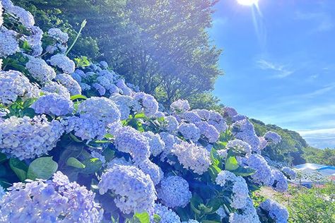 In The Beginning God, Gods Creation, Pretty Flowers, Hydrangea, Plants, Water, Flowers, Nature