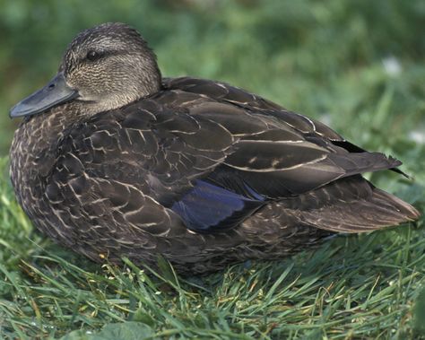 American Black Duck | Audubon Field Guide What The Duck, Black Duck, Audubon Birds, Animal Species, Field Guide, Mallard, Swans, Beautiful Birds, Ducks