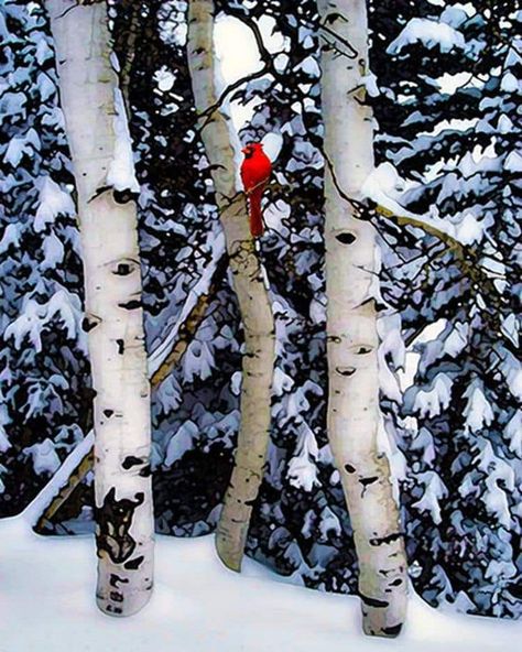 Winter Songs, Winter Szenen, Snow Covered Trees, I Love Winter, Winter Magic, Birch Trees, Red Bird, Red Cardinal, Winter Scenery