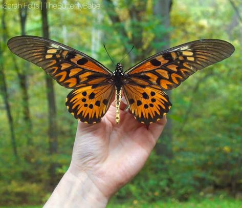 Giant African Swallowtail - Papilio antimachus — The Butterfly Babe Rainforest Insects, Names Of Butterflies, Giant Butterfly, Animals Aesthetic, Butterfly Species, Swallowtail Butterfly, Butterfly Photos, Beautiful Bugs, Largest Butterfly