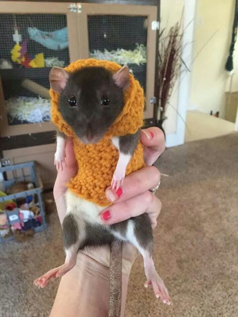 I am thinking that I need to make something like this for my little girl. Rat Dressed Up, Rats In Clothes, Rat Wearing Clothes, Rat In Clothes, Rats Wearing Clothes, Rat Sweater, Rat In A Suit, Rat Clothes, Chug Dog