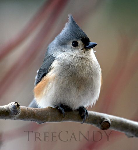 Titmouse Bird, Foto Macro, Tufted Titmouse, Bird Drawing, Images Kawaii, Airbrush Art, Nature Birds, Backyard Birds, Bird Pictures