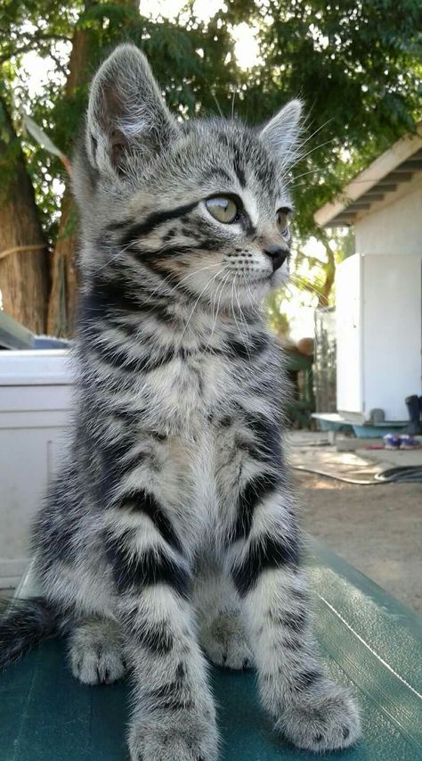 Grey And White Kitten, Grey Tabby Kittens, Lukas Urkijo, Grey Tabby, Grey And White Cat, Spotted Cat, Dream's Cat, Grey Kitten, Tabby Kitten