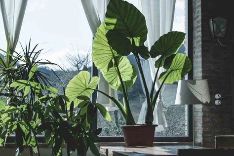 Why Is My Elephant Ear Plant Dripping Water - Gardenia Organic Plants Identification, Elephant Ear Plants, Big Leaf Plants, Big Indoor Plants, Rubber Tree Plant, Large Indoor Plants, Sansevieria Plant, Alocasia Plant, Florida Plants