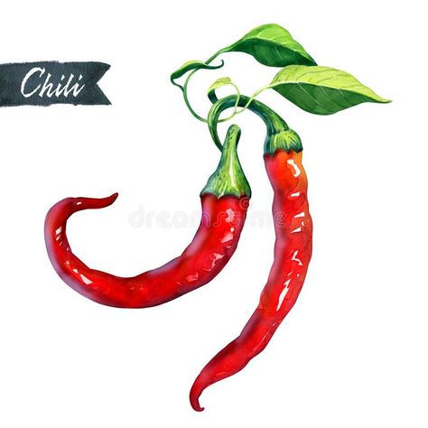 Chili Watercolor, Chilli Pepper Drawing, Chili Pepper Drawing, Spices Branding, Chilli Tattoo, Chili Pepper Tattoo, Crochet Rug Patterns Free, Chef Tattoo, Watercolor Food Illustration