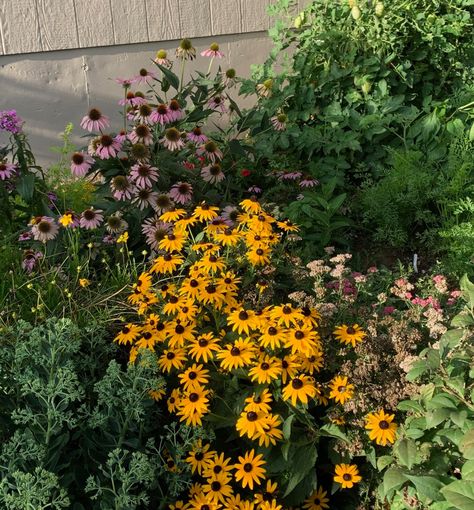 Black Eyed Susan This is a common Missouri native wildflower which typically occurs in open woods, prairies, fields, & roadsides throughout the State. But also, check out this whole garden! We love an informal planting where things grow together & fill the space. . . . #SummitOutdoorDesigns #SummitBuilt #BlackEyedSusan #GrowNative #missourinatives #nativeplantings #landscaper #kansascitylandscaper #deckbuilder #summitup #nativegarden #nativelandscaping #wildflowers #purpleconeflower Missouri Wildflowers, Deck Builders, Native Garden, Black Eyed Susan, Black Eyed, Grow Together, Native Plants, The Space, Planting