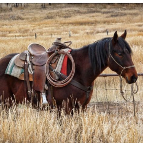 * Rodeo Horses, Into The West, Bay Horse, Paint Horse, Cowgirl And Horse, Western Life, Cowboy Horse, American Quarter Horse, Western Riding