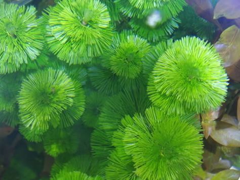 La Ambulia o Limnophila es una planta acuática de la familia de las escrofulariáceas, cuya plantación se realiza durante el otoño y el invierno. Herbs, Plants, Nature