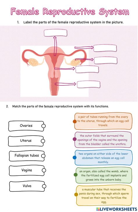 Reproductive System Activities, Reproductive System Worksheet, Female Reproductive System Anatomy, Energy Quiz, States Of Matter Worksheet, Plant And Animal Cells, Matter Worksheets, Science Room, Female Reproductive System