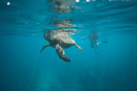 Ultimate Guide to Turtle Snorkeling on Oahu: Swim with Hawaii’s Honu! 🐢🌴 Turtle Snorkeling, Oahu Hikes, Hanauma Bay, Coral Garden, Marine Ecosystem, Charter Boat, Waikiki Beach, Adventure Gear, Nature Preserve