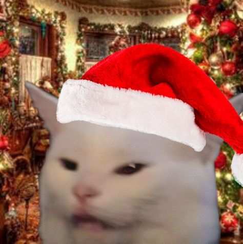 Feel free to use this anytime!!:) Funny Christmas Pfp, Merry Christmas Cat, Funny Christmas Pictures, Christmas Pfp, Funny Looking Cats, Christmas Memes, Christmas Kitten, Silly Cats Pictures, Cat Icon