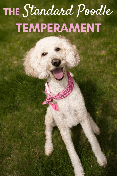 Standard Poodle Cuts, Poodles Standard, Poodle Training, Dog Care Checklist, Holistic Dog Care, Poodle Standard, Psychiatric Service Dog, Poodle Haircut, Puppy Stages