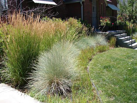 Blue Oat Grass, Trees For Front Yard, Blue Fescue, Ornamental Grass, Waterwise Garden, Fountain Grass, Grasses Landscaping, Backyard Makeover, Ornamental Grasses