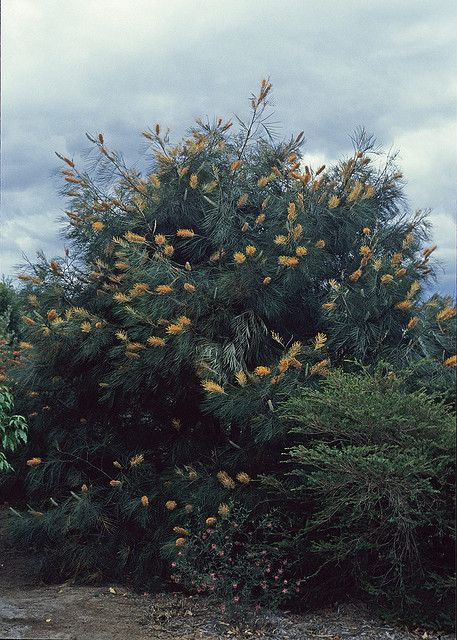 Grevillea Honey Gem by Westflora, via Flickr Australian Native Screening Plants, Grevillea Tree, Honeysuckle Garden, Olive Trees Garden, Screening Plants, Tropical Garden Ideas, Australian Garden Design, Bush Garden, Australian Trees