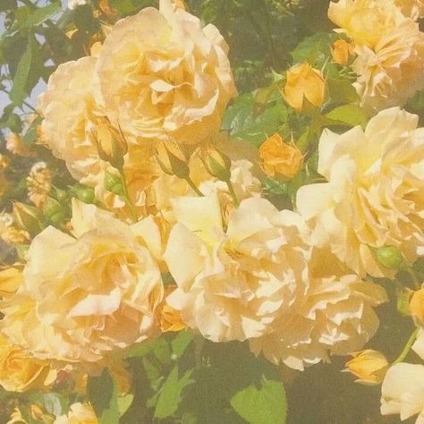 Latoya Core Aesthetic, Cottagecore Aesthetic Yellow, Yellow Royal Aesthetic, Coquette Yellow Aesthetic, Pale Yellow Aesthetic Soft, Yellow Princess Aesthetic, Yellow Pfp Aesthetic, Yellow Aesthetic Pfp, Pale Yellow Aesthetic