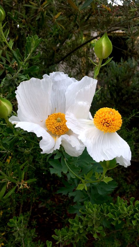 Matilija poppies, also known as the fried egg flower White Poppies, Matilija Poppy Tattoo, Matilija Poppy Bouquet, Fried Egg Poppy, Fried Egg Flower, Poppy Mallow Plant, Iceland Poppy Bouquet, Matilija Poppy, Icelandic Poppy