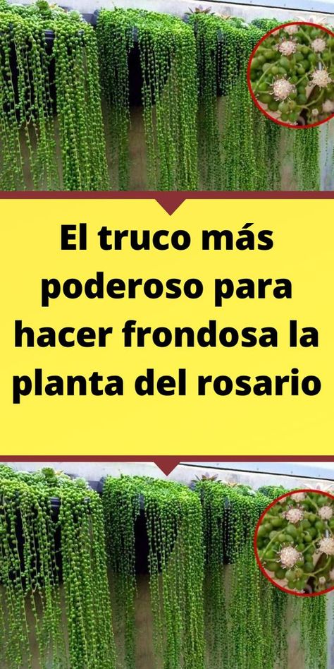 El truco más poderoso para hacer frondosa la planta del rosario Decoracion Suculentas Ideas, Suculentas Ideas, Ideas Para El Patio, Plantas Exterior, Plantas Interior, Orchard Garden, Cactus Planta, Flower Garden Design, Inside Plants