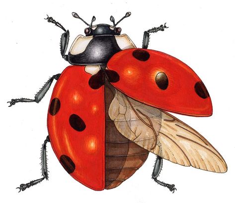 Bugs With Wings, Bug Drawing, Ladybug Drawing, Ladybug Wings, Bugs Drawing, Open Wings, Wings Drawing, Open Art, Lady Bugs