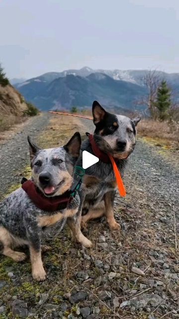 Blue Heeler Videos, Blue Healers Dog, Riften Skyrim, Blue Heeler Puppy, Cattle Dog Puppy, Blue Heeler Puppies, Heeler Puppies, Blue Heelers, Blue Heeler Dogs