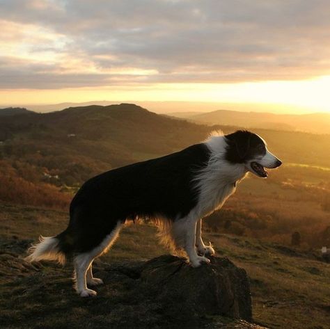 Border Collie Pictures, Border Collie Puppies, Collie Puppies, Farm Dogs, Australian Shepherd Dogs, Border Collie Dog, Herding Dogs, Border Collies, Collie Dog