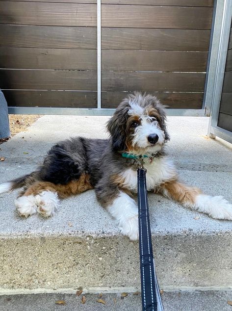 Meet Luna - 4 month Merle tricolor Beautiful #bernedoodle Merle Bernedoodle, Bernadoodle Puppy, Mini Bernedoodle, Doodle Dog, Goldendoodle, Tri Color, Cute Puppies, Cute Animals, Doodles