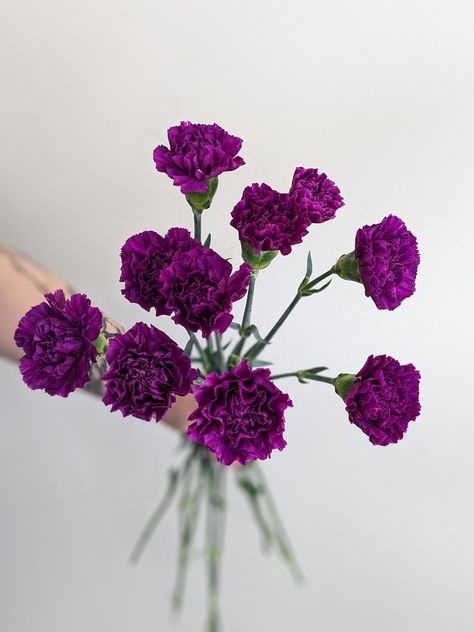 Dark Purple Carnations, Purple Moon, Medium Purple, Moon, Make It Yourself, Purple, Floral