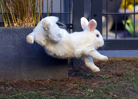 Hannes of "Worringer Kaninchenstall" Animal Action, Bunny Care, Funny Rabbit, Old Dog, Rabbit Care, Therapy Animals, Fluffy Bunny, House Rabbit, Bunny Pictures