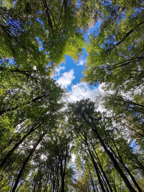 Forest and sky, natural The Word For World Is Forest, Forest Sky View, Forest Overview, Background References, Forest View, Forest Illustration, Background Design Vector, Word Definitions, Sky Photos