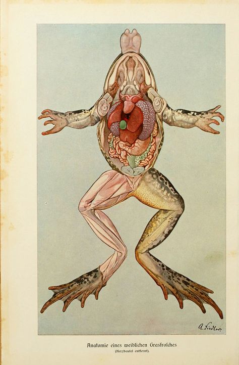 n31_w1150 | Brehms Tierleben. Bd.1 Leipzig,Bibliographisches… | Flickr Frog Anatomy, Frog Dissection, Biology Art, Engraving Illustration, Cross Section, Scientific Illustration, Zoology, Anatomy Art, Smooth Background