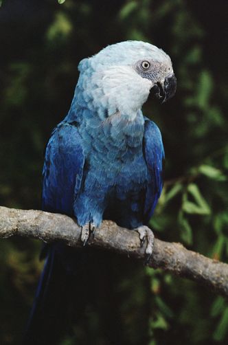 Spix's Macaw	(Cyanopsitta spixii) Spix Macaw, Brazil Amazon, Parrot Pet, Blue Macaw, Nature Picture, Best Nature, Tropical Animals, Macaw Parrot, African Grey Parrot