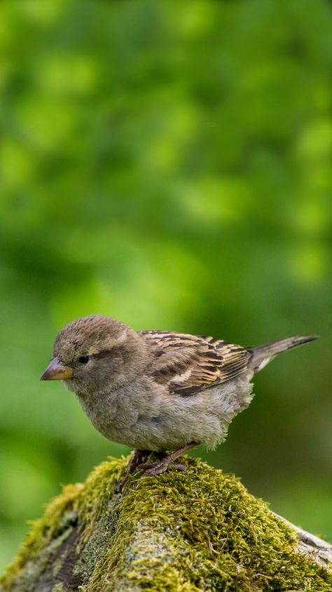 Sparrow  Wallpaper / Background for phones – Apple iPhone 6, 6S, 7 Bird Wallpaper Iphone, Sparrow Wallpaper, Sparrow Art, Tattoo Animal, Free Wallpaper Backgrounds, Moving Wallpapers, Free Phone Wallpaper, Travel Wallpaper, Bird Wallpaper