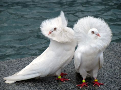 13 Amazing Breeds of Fancy Pigeons | Pets4Homes Jacobin Pigeon, Fancy Pigeons, Pigeon Pictures, Pigeon Breeds, Pigeon Bird, Albino Animals, White Birds, Pretty Birds, Colorful Birds