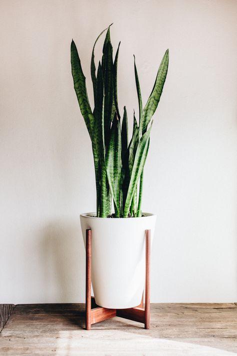 Funnel Planter, Benefits Of Indoor Plants, Tall Indoor Plants, Large Indoor Plants, Trendy Plants, Decorated Flower Pots, Best Indoor Plants, Plants Indoor, Interior Plants