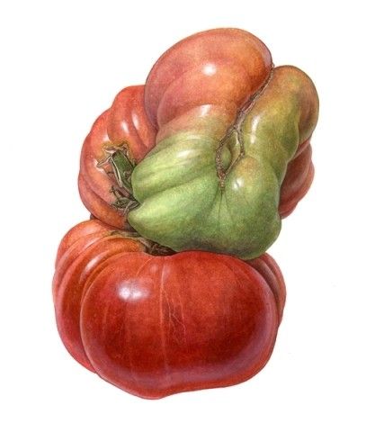 Asuka Hishiki Botanical Artists, The Thinker, Heirloom Tomato, Watercolor Fruit, Illustration Botanique, Watercolor Sketchbook, Fruit Vegetables, Botanical Painting, Botanical Watercolor