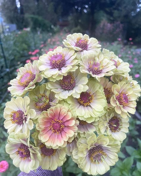 Queen Lime Blush Zinnia, Have You Tried, Sugar Flowers, Flower Farm, Cut Flowers, Love Flowers, Garden Party, Diy Garden, Garden Landscaping