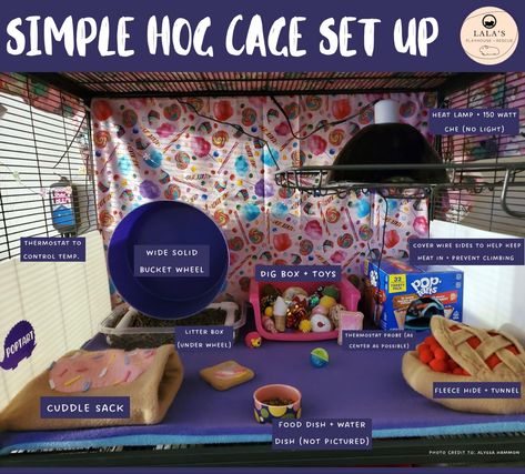 Hedgehog Setup, Diy Hedgehog Cage, Pygmy Hedgehog Cage, Hedgehog Cage Ideas, Hedgehog Pet Cage, Hedgehog Ideas, Diy Hedgehog, Hedgehog Accessories, Hedgehog Care